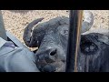 Close Encounter: Curious Wild Buffalo Approaches Game Vehicle