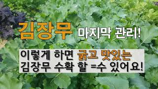 김장무 마지막 관리 이렇게 하면 굵고 맛있는 무 수확할 수 있어요! #주말농장 김장무 가꾸기.