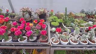 Lalbagh Plant Nursery Tour  | Best Plant Nursery in Bengaluru |