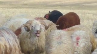 KOÇ KOYUNU KISKANIYOR!!!(THE Aries IS JEALOUS OF THE SHEEP!!!)