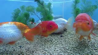 【水中撮影】【金魚】らんちゅう飼育記録　 Ranchu breeding record　1497