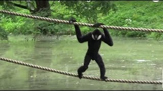 Gibbons Island | Apes Acting Like Humans | Gdansk Zoo Monkeys \u0026 Apes Video