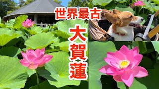 【世界最古の花】大賀ハス（千葉市で発見された約2000年前の縄文時代の蓮の種子から育てた \