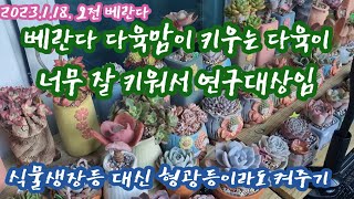 오늘의 베란다(23.1.18.)베란다는 절대적으로 빛이 부족한 공간/다육맘들 정말 대단함! /식물생장등설치/형광등하고 차이가 있어요!