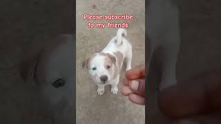 ఎంత ముద్దుగా ఉన్నాయో🐶🐶🐶👌👌