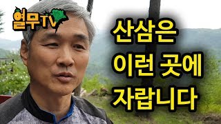 산삼은 어디서 자랄까에 대한 설명