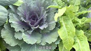 6月25日准备蔬菜送友人，顺便查看种在栏杆外的蔬菜长势