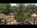 Our Cactus Garden: A View From Above