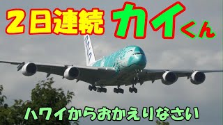 【カイくん,おかえり2日連続ハワイに行ってきた】2022.07.10　さくらの山公園にて撮影　NARITA　Airport 　RWY16R　　Landing　南風運用　着陸　ANA A380