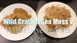 The Best Sea Moss Comparison Video: Wild Harvested Sea Moss V Wild Crafted Sea Moss