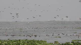 Deepor Beel Wildlife Sanctuary...a paradise