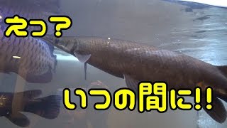 ♯96 過去最大の傷・・・トロジャン何があった！？アロワナ＆ガーパイク水槽