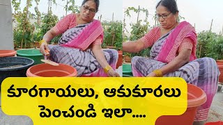 ఆకు కూరలు ఇసుకలో పెంచడం ఎలా?  how to grow leafy vegetables in sand | Midde thota | KR Garden Vlogs