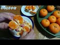 🍊スゴ甘！柑橘『あすみ』栽培して食べる！高糖度！【みかん】【カンキツ類】【24年春】