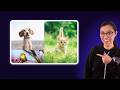 Coding Challenge: Build this bento grid | CSS Practice