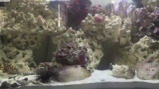 Week 2 (29 Gallon Saltwater Reef with Barnacles)