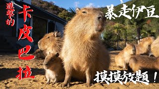 伊豆｜進擊的卡皮巴拉、零距離動物園、你的名字大室山｜跟水豚一起睡覺？東京近郊的卡比巴拉天堂、跟動物零距離接觸的動物園！｜Japan Travel｜「在日攝影仔的旅行雜記」