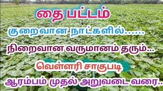 #வெள்ளரி சாகுபடி ஆரம்பம் முதல் அறுவடை வரை# தை பட்டம்வெள்ளரி சாகுபடி