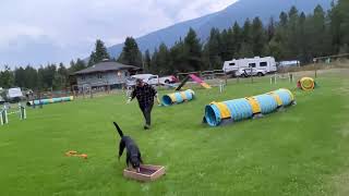 Molly’s agility training August 23, 2023