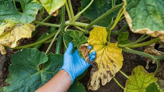 1 Simple Trick to STOP Yellow Leaves on Cucumbers \u0026 Tomatoes