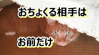 いちいち邪魔すんなや！【侵入した野良仔猫】～家猫修行中～