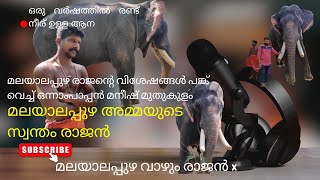 Malayalappuzha Rajan | പറന്ന് പോകുന്ന കാക്കയെ വരെ വിളിച്ച് വരുത്തുന്ന രാജൻ | അയ്യപ്പസ്വാമിയുടെതോഴൻ