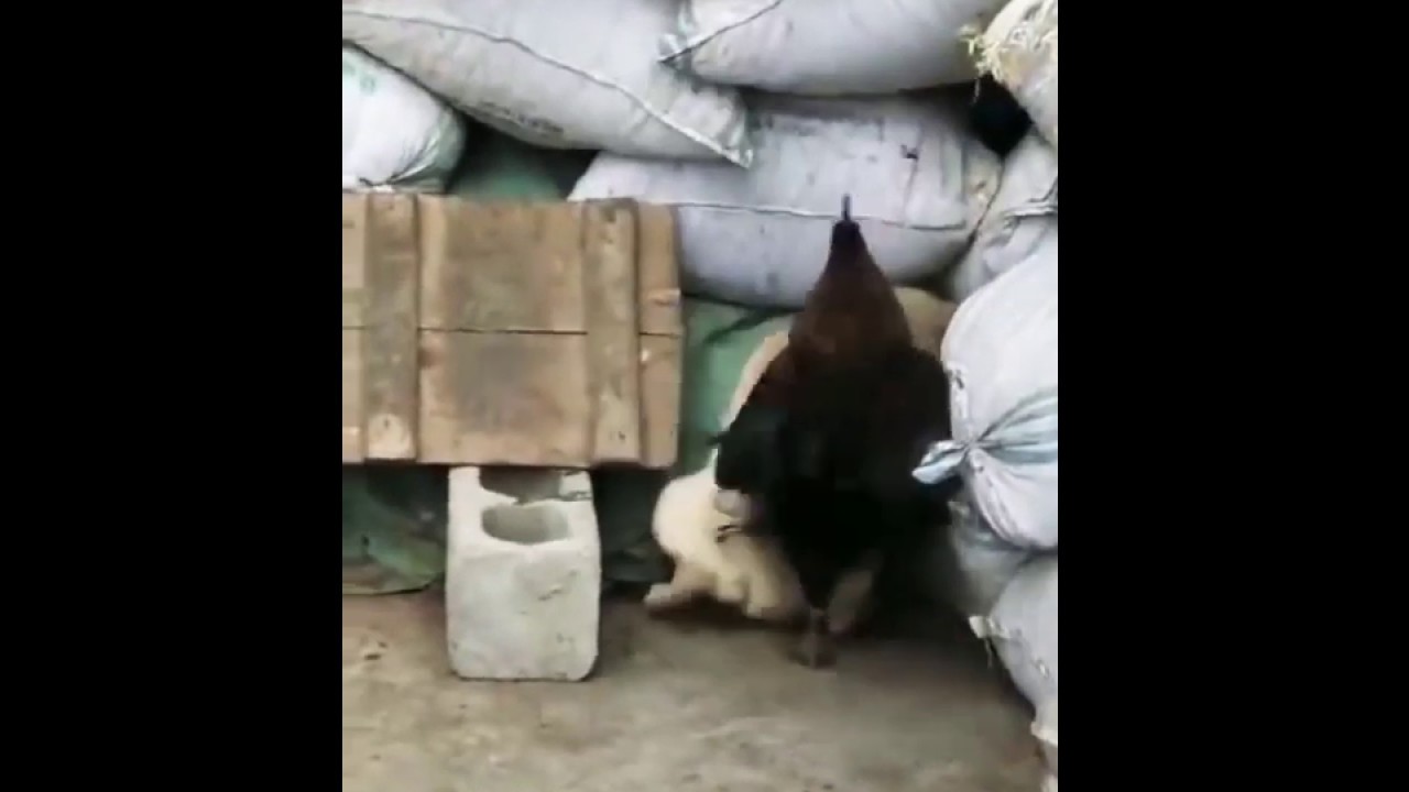 Chicken Attack Dog.chicken And Dog Funny Videos.short Film.new Videos ...