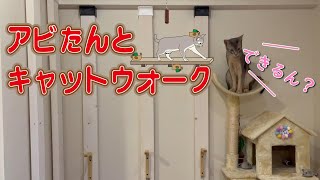 【DIY】キャットウォークとアビたん♡