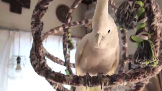 ノリかけるけれどぬいぐるみが気に入らないソロモンオウムたろちゃん　Talking Cockatoo