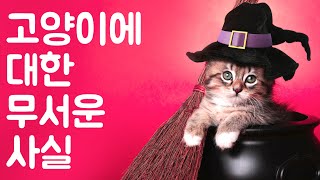 고양이에 대한 무서운 사실 | 동물의 세계 - Animal World Korean