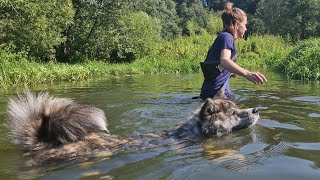 Догтренинг 629. Выездной урок на реке. Работа в поле и воде.