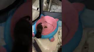 一周大的小猫咪竟如此活泼（一）One week old kittens get so active