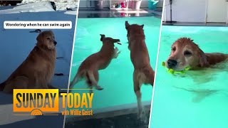 Dogs heartbroken by winter surprised with indoor pool swim