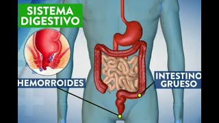 Hemorroides, ¿qué son, por qué salen y cómo curarlas?