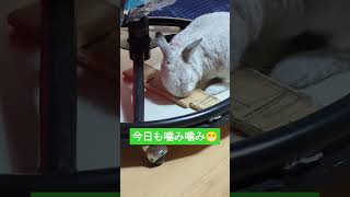 カレンダーうさぎ🐰🥕240822