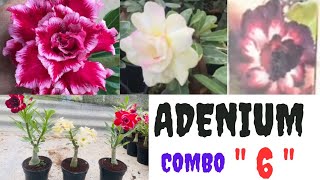 Adenium Combo - 6