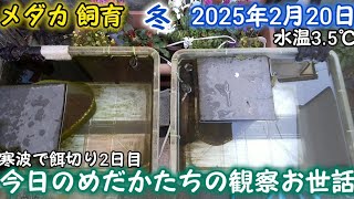 メダカ 冬 屋外 2月20日 今日のめだかたちの観察お世話 水温3.5℃ 越冬 飼育 ペットボトル足し水 玄関屋内 加温