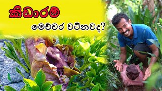 නිල මැස්සො ඇවිල්ලා - කිඩාරම් මල  Elephant yam