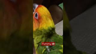 ป้อนอาหารลูกป้อนนกซันคอนัวร์ #นกซันคอนัวร์ ASMR Sounds #SunConure #ป้อนอาหารลูกป้อน #ลูกนกซันคอนัวร์