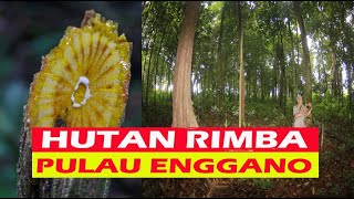 Hutan Rimba Pulau Enggano Mencari Salak Endemik dan Ubi Hutan