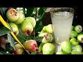 Waterapple juice# homemade#hygienic juice@llove the garden kumari yelineni.