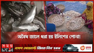 ইলিশ শূন্য হয়ে পড়বে দেশ! | Ilish Fish | Ilish Pona Shutki | Somoy TV