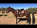 the morgan horse an american classic of versatility and elegance