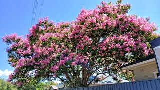 Crape Myrtle（百日紅）の並木道