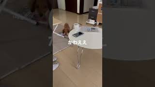 首傾げる犬。#ダックスフンド #犬のいる暮らし