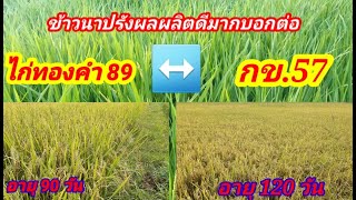 ข้าวนาปรัง กข.57 กับ ไก่ทองคำ 89 ให้ผลผลิตสูงอายุน้อย