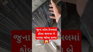 જુના પડેલ ટેબલમાં કોબ્રા સાપના બે બચ્ચા જોવા મળ્યા 😱 #trending #viral #Reels #funny