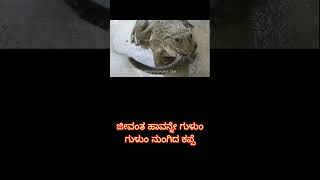 ಹಾವನ್ನೇ ನುಂಗಿದ ಕಪ್ಪೆ😱 |#ಕನ್ನಡನ್ಯೂಸ್ #ytshorts #ಕನ್ನಡಸುದ್ದಿಗಳು #youtubeshorts #insta #dailyupdates