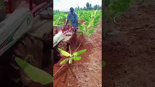 வாழைக்கன்றுக்கு மண் அனைக்கும் இயந்திரம் #banana #agriculturefarming #farmer #agriculture #coconut