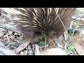 echidna walking through the bush.